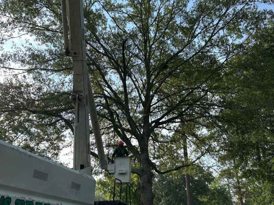 El Costeño Tree Service LLC